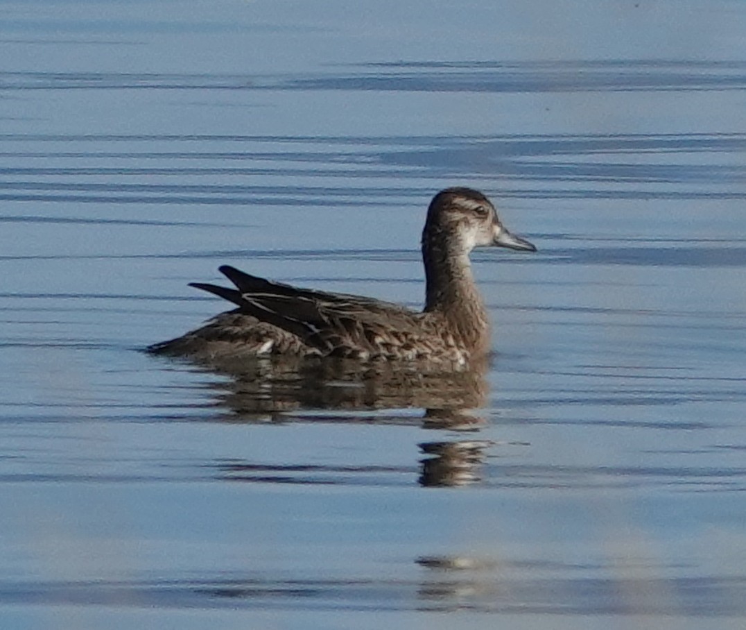 Alzavola asiatica - ML641793848