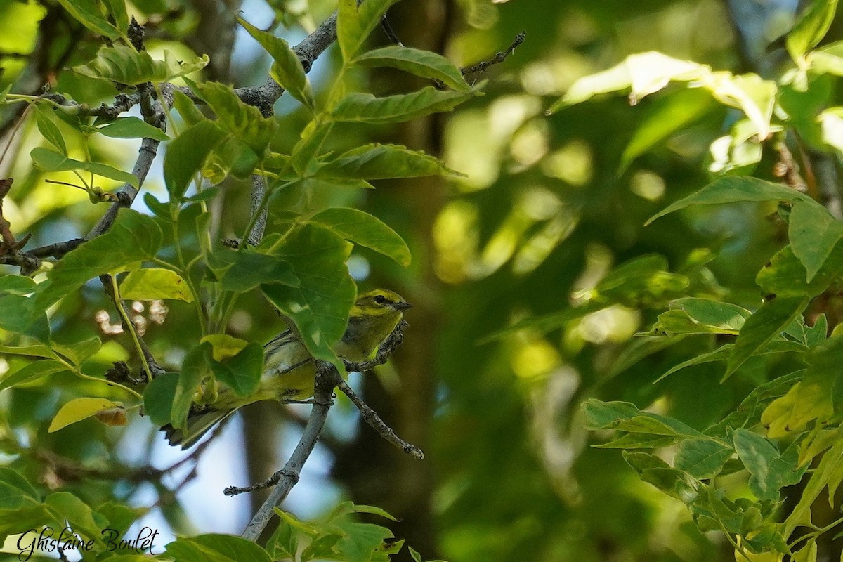 Black-throated Green Warbler - ML641793851