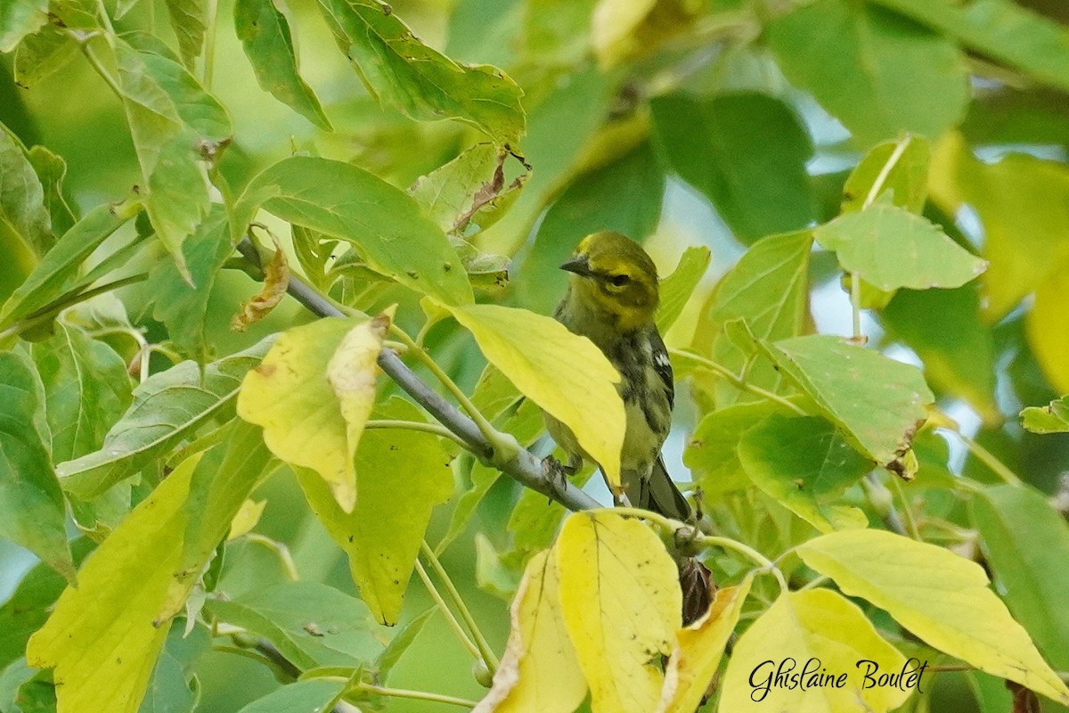 Black-throated Green Warbler - ML641793852