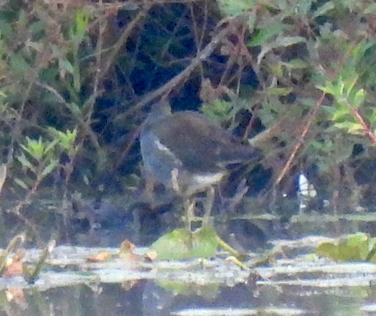 Common Gallinule - ML641793858