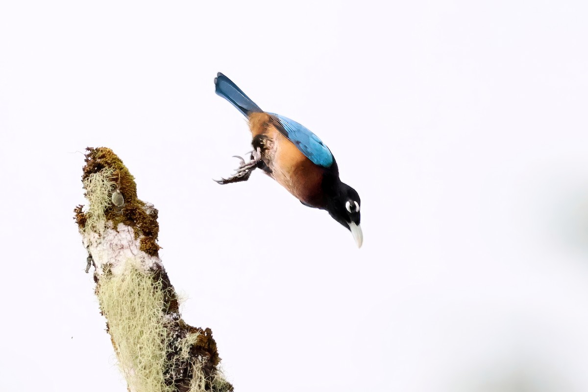 Blue Bird-of-Paradise - ML641793868