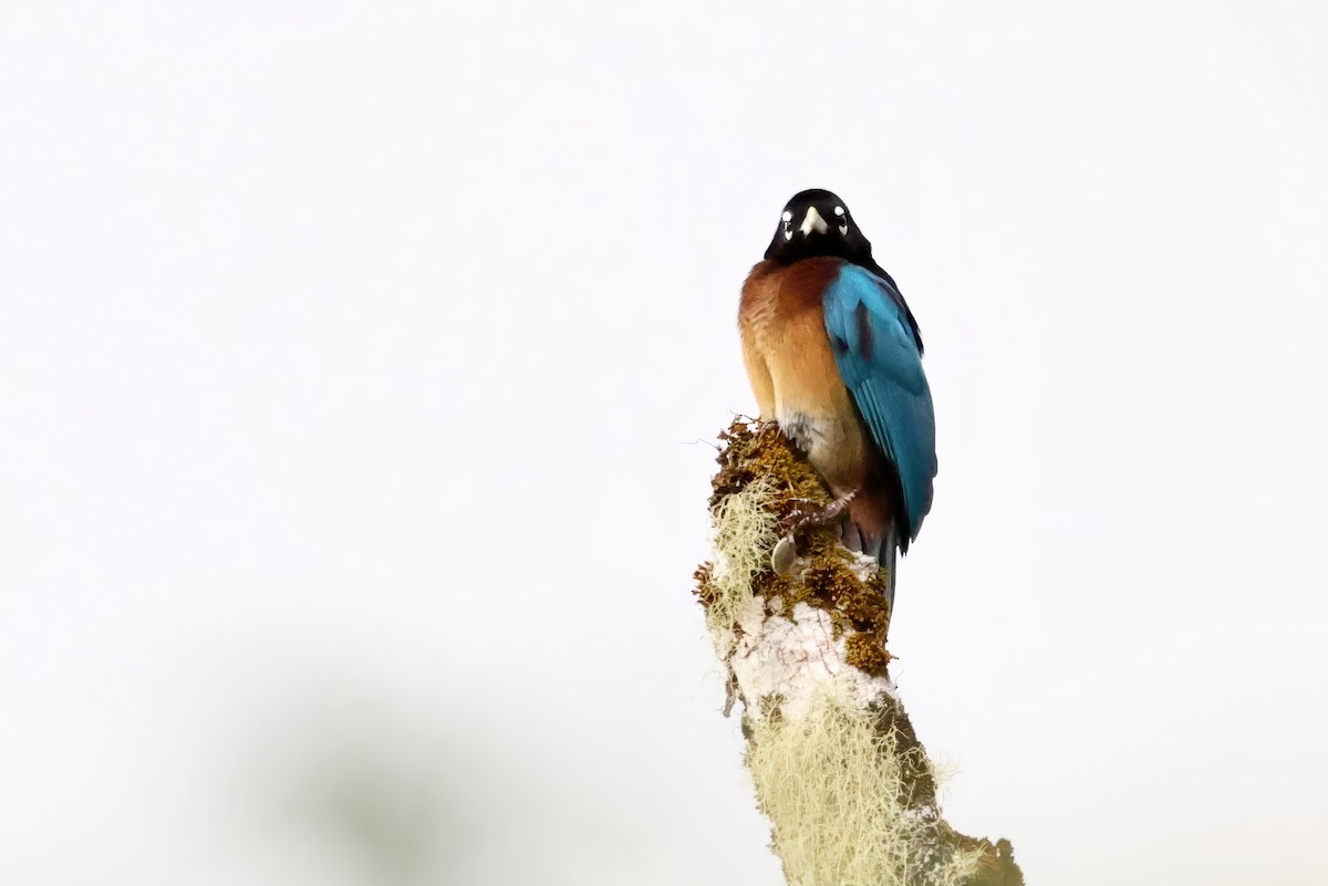 Blue Bird-of-Paradise - ML641793877