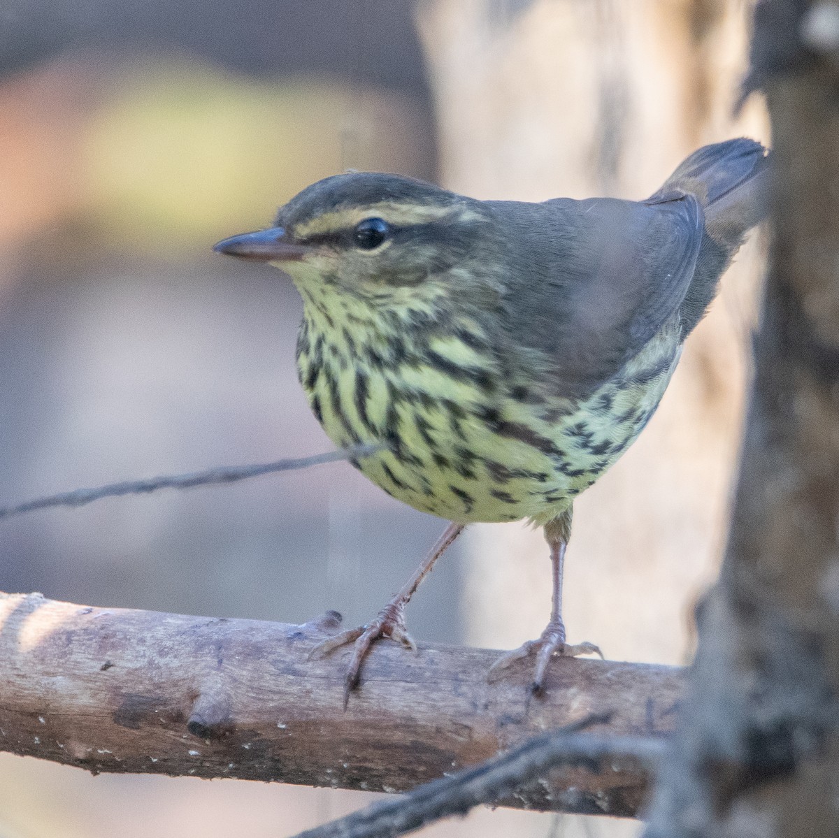 Northern Waterthrush - ML641793878