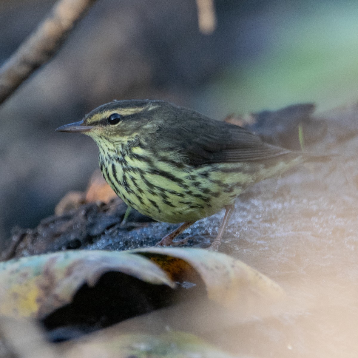Northern Waterthrush - ML641793879