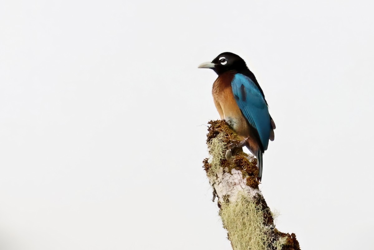 Blue Bird-of-Paradise - ML641793880