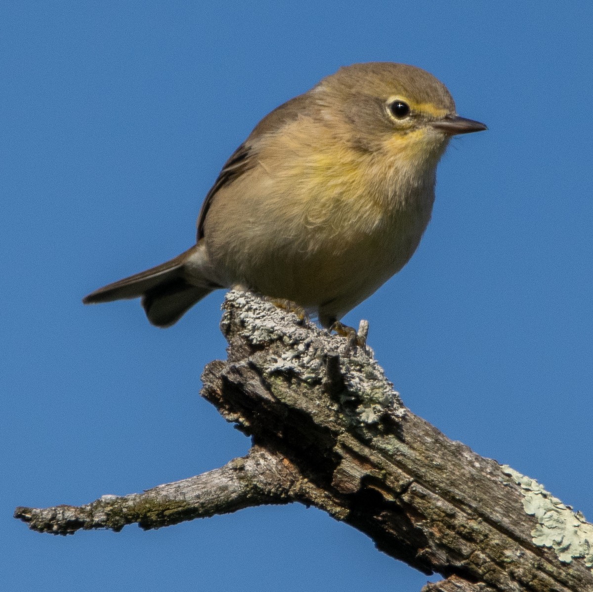 Pine Warbler - ML641793891