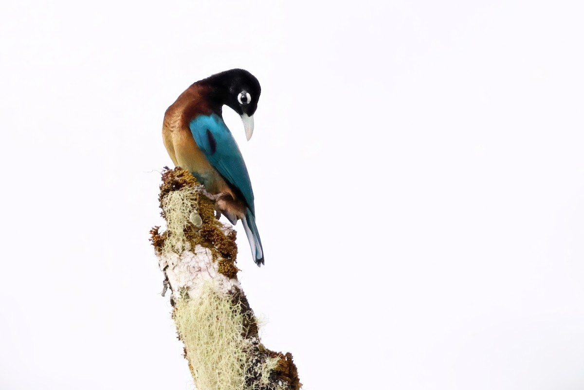 Blue Bird-of-Paradise - ML641793892