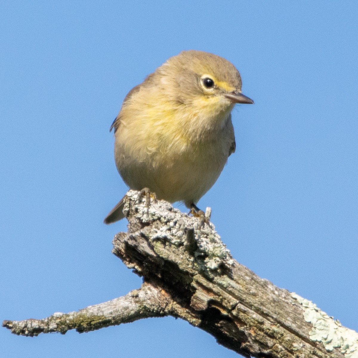 Pine Warbler - ML641793893