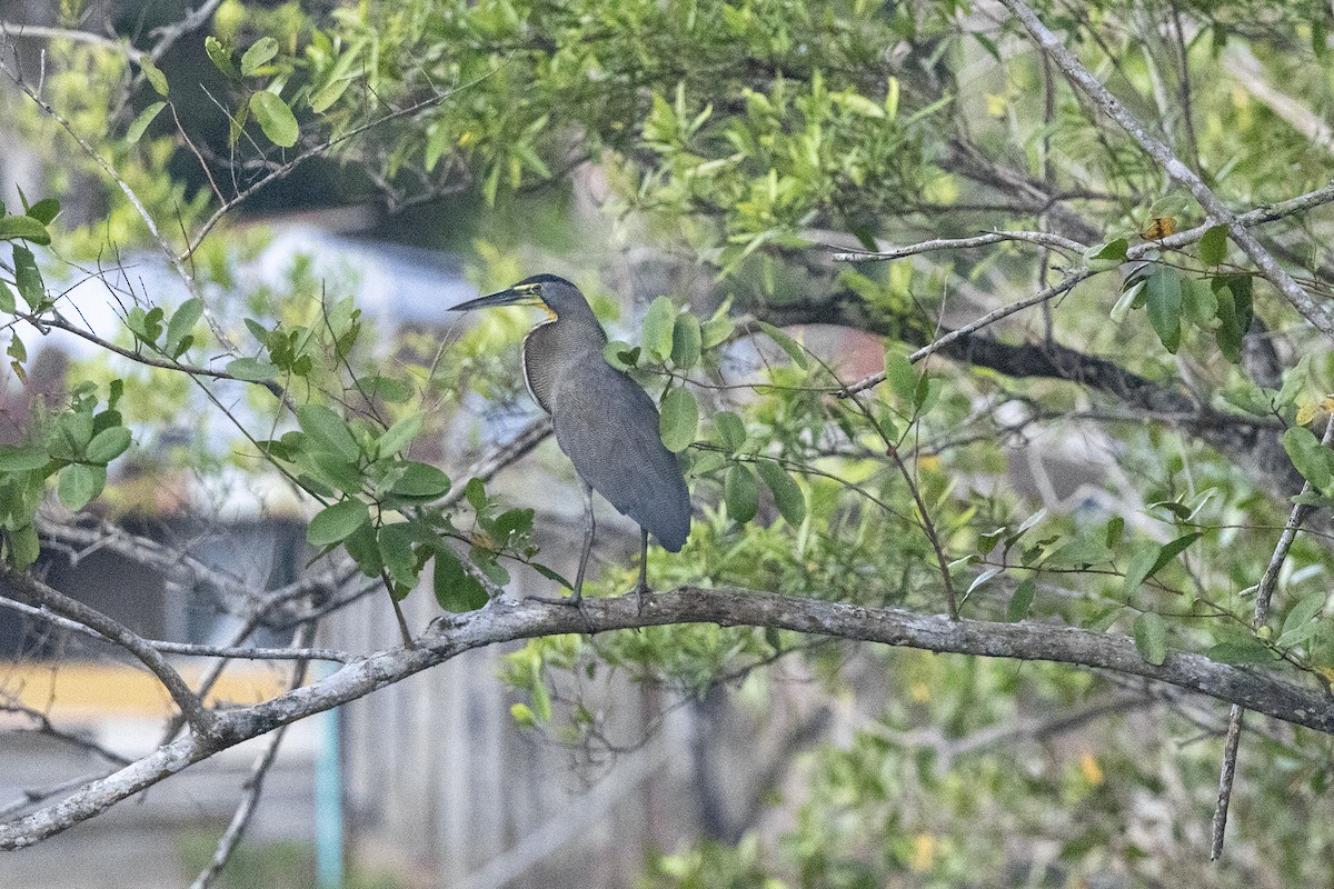 Bare-throated Tiger-Heron - ML641793896