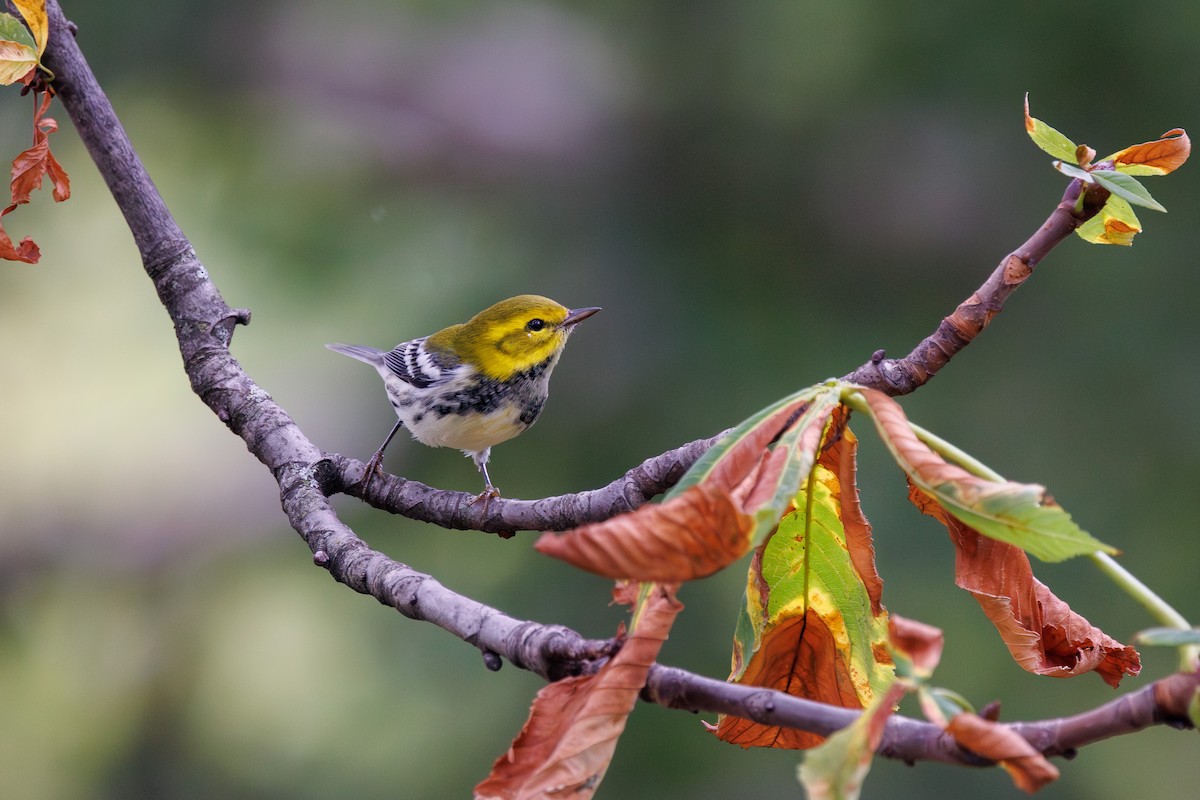 Black-throated Green Warbler - ML641793899