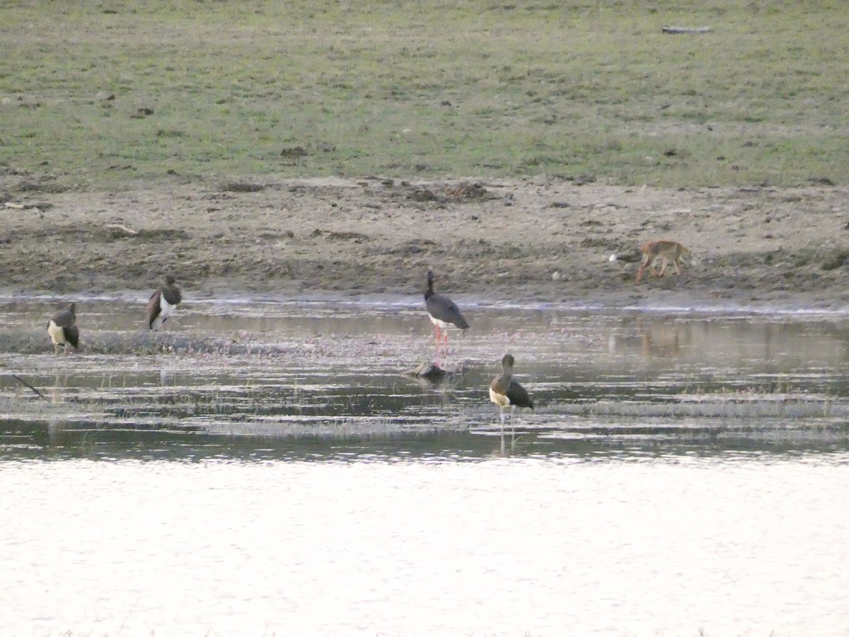 Black Stork - ML641793904