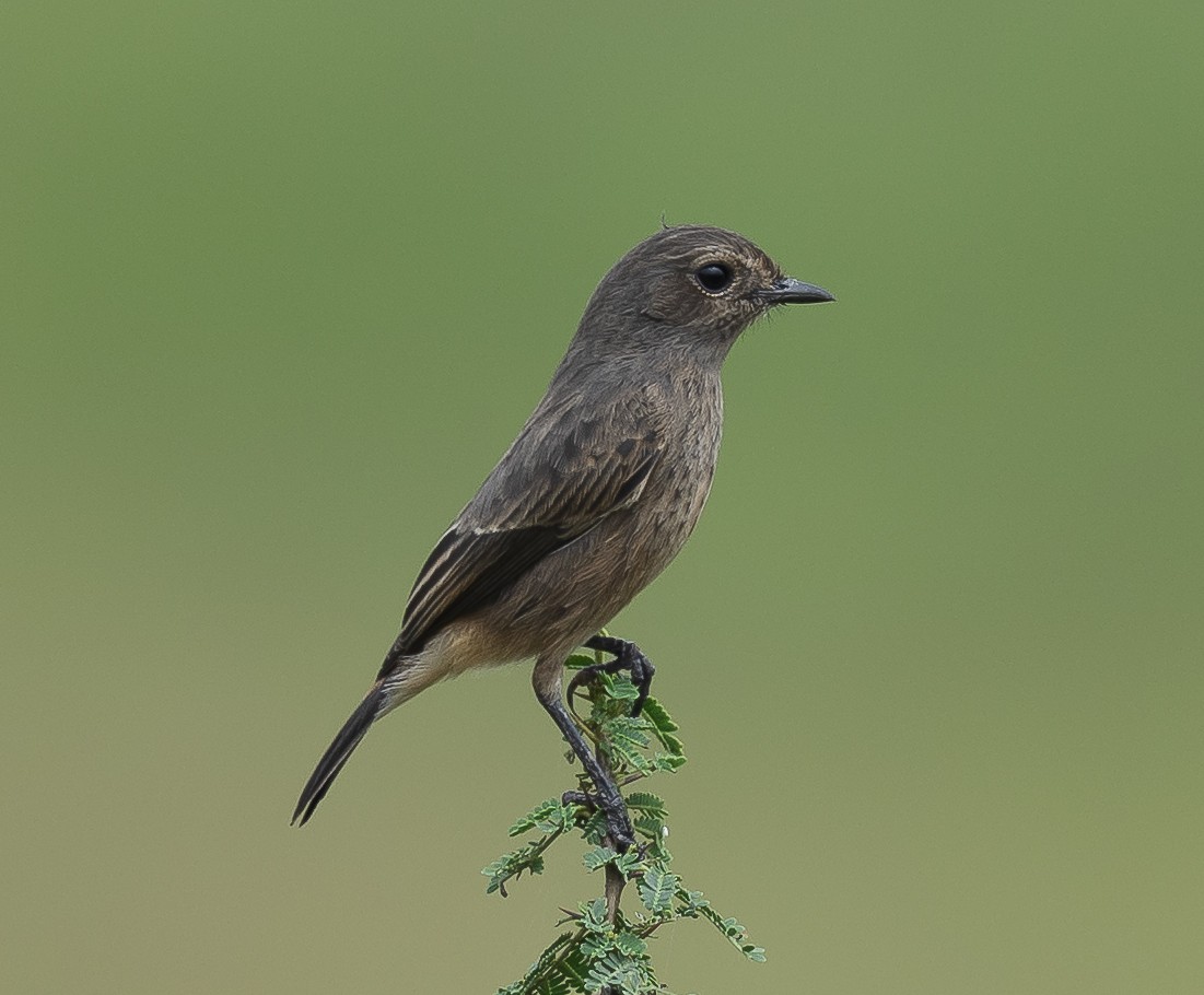 Pied Bushchat - ML641793907