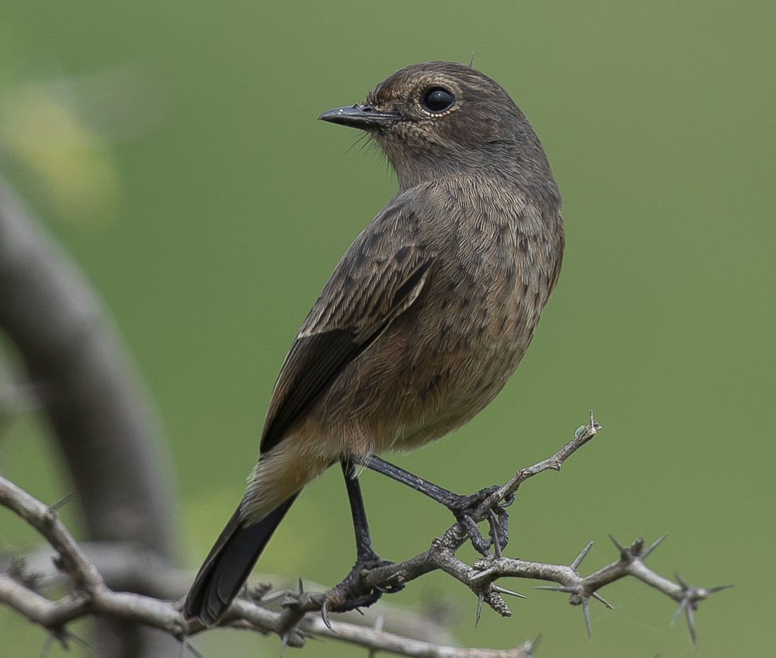 Pied Bushchat - ML641793908