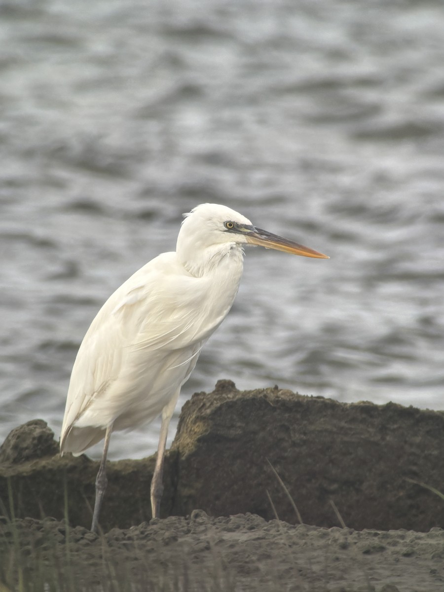 Great Blue Heron (Great White) - ML641793949