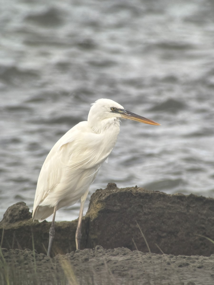 Great Blue Heron (Great White) - ML641793950