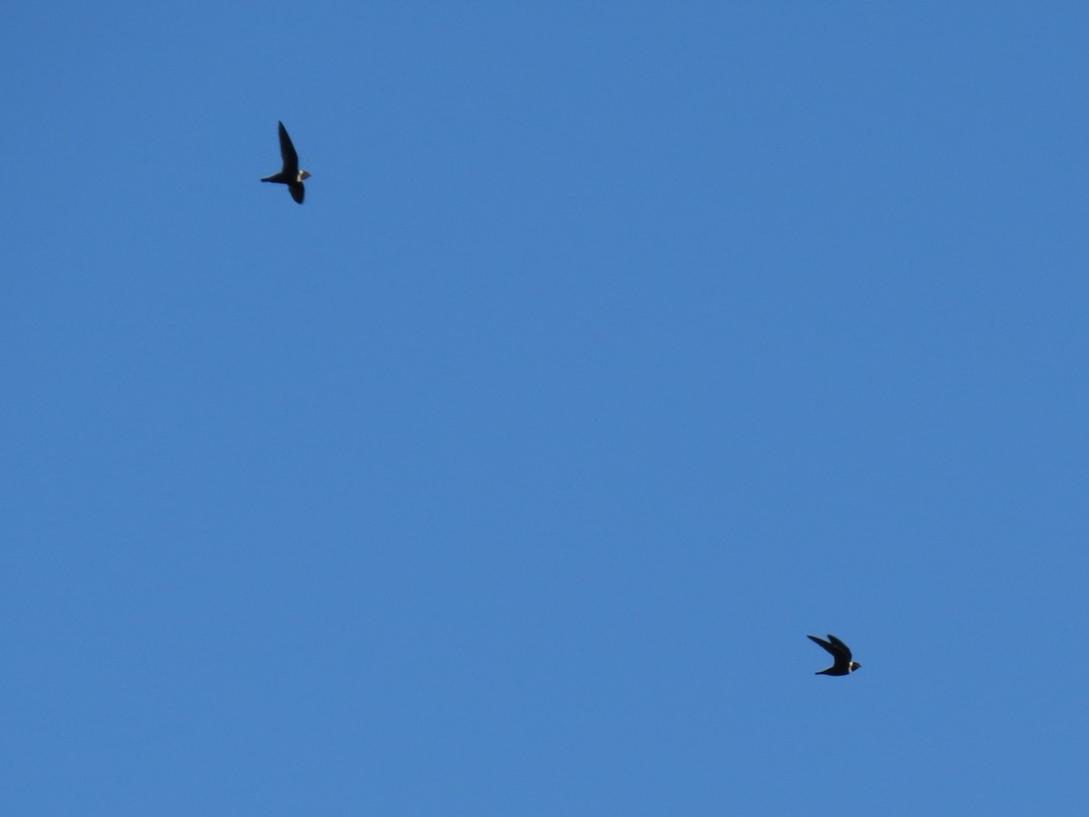 White-collared Swift - ML641793954