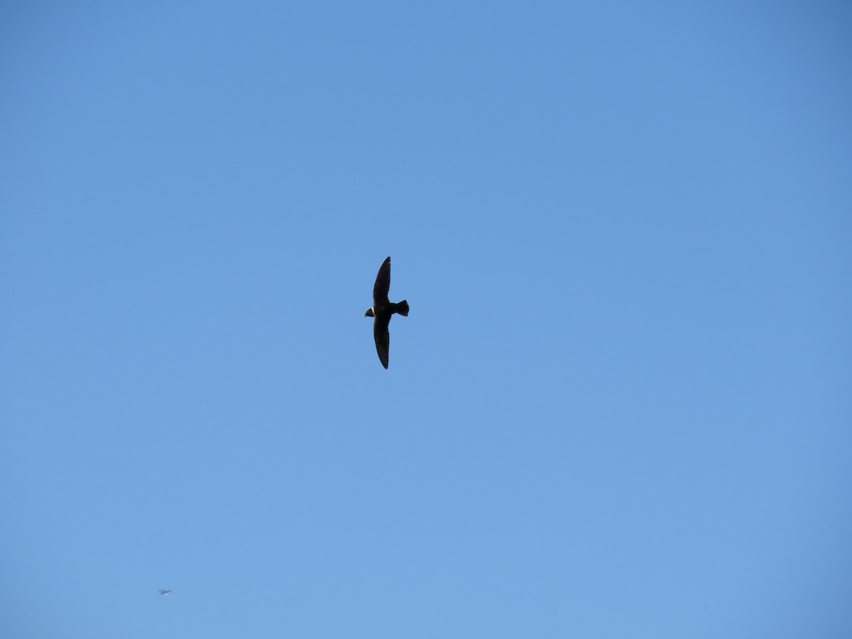 White-collared Swift - ML641793955