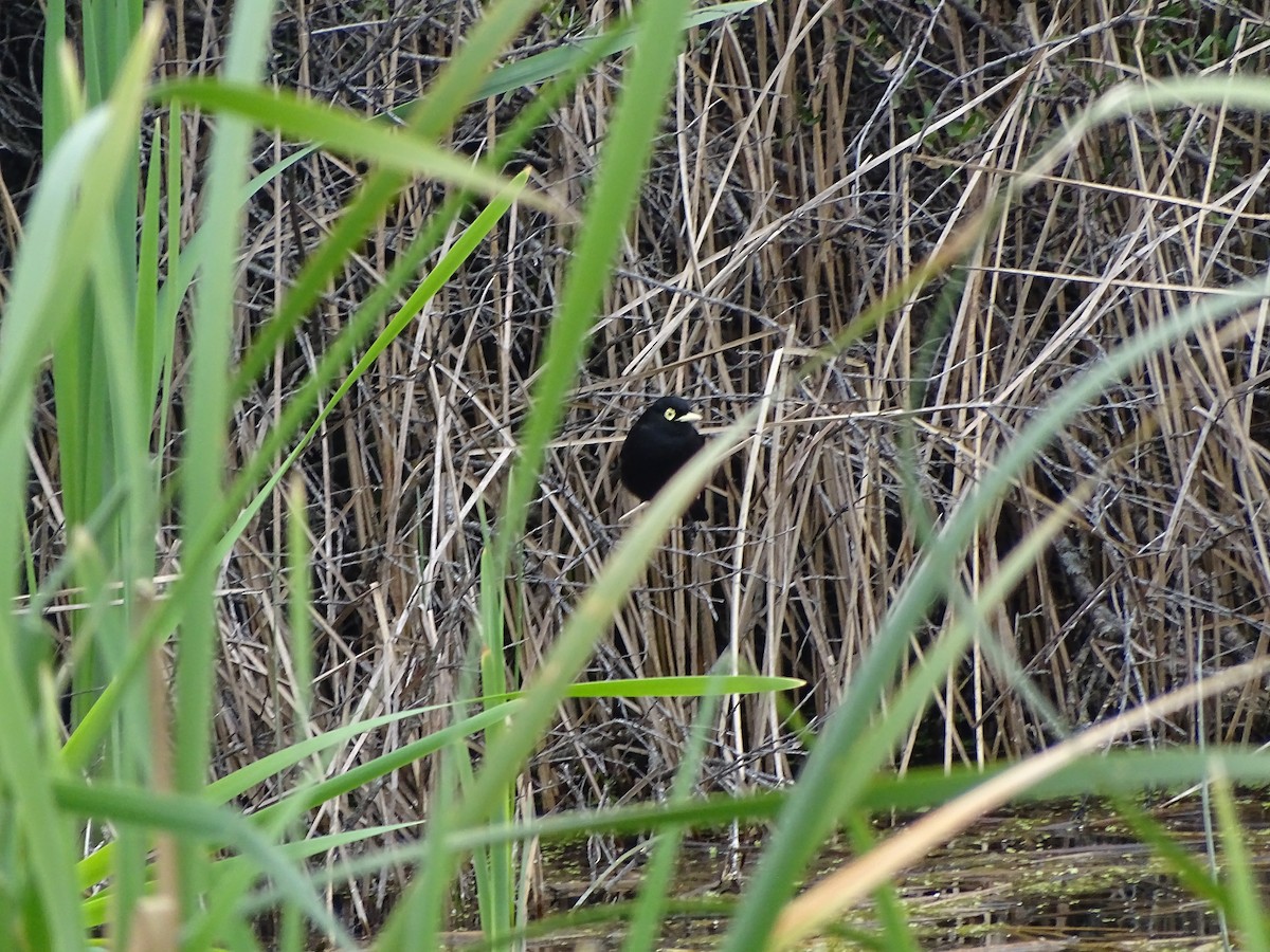 Spectacled Tyrant - ML641793956