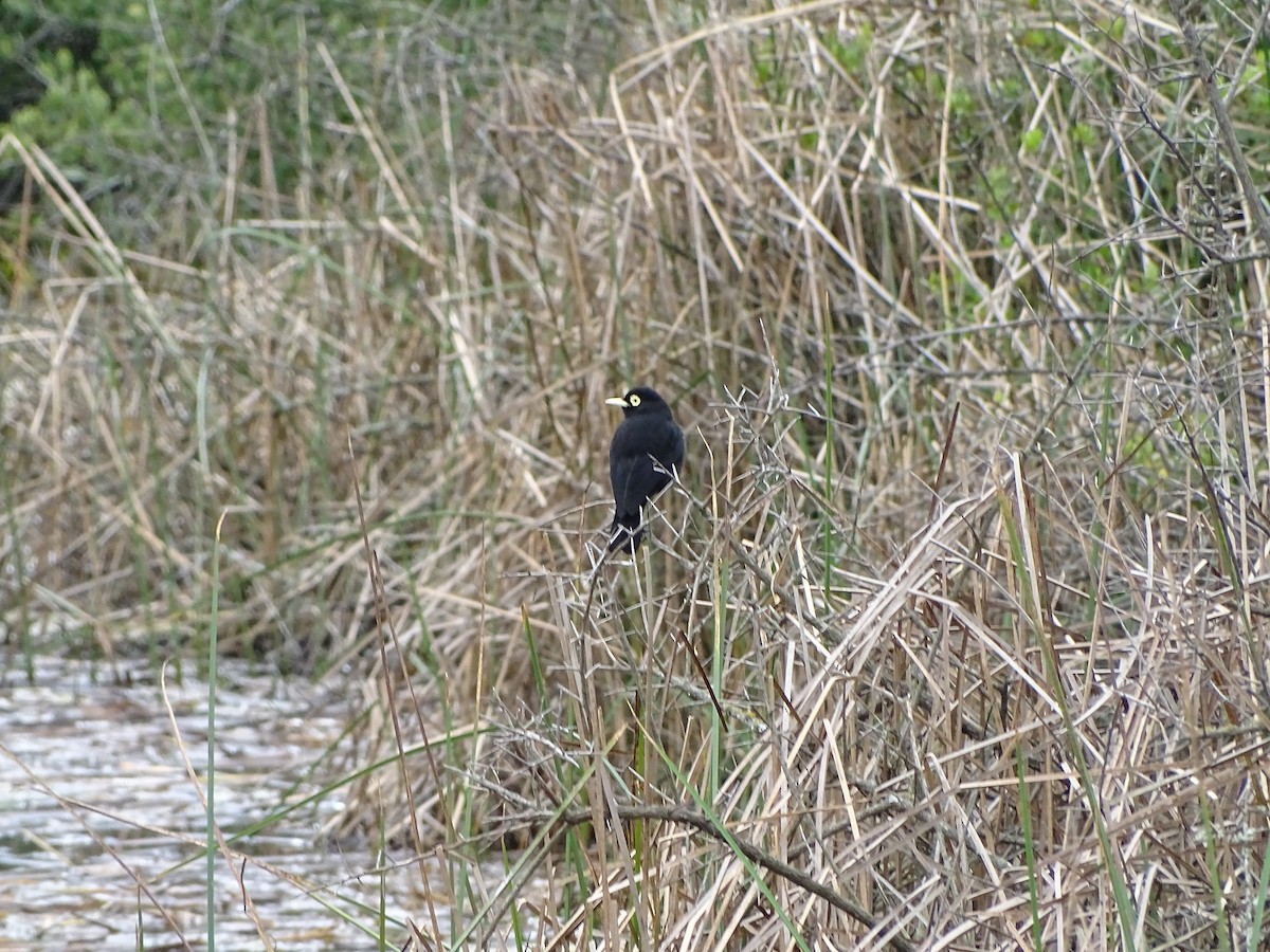 Spectacled Tyrant - ML641793957