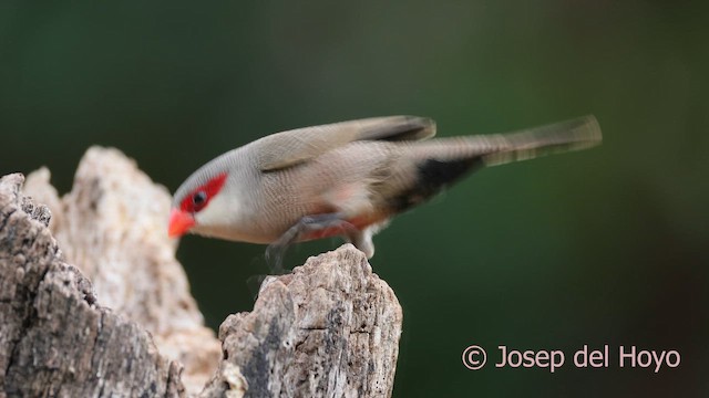 Common Waxbill - ML641793959