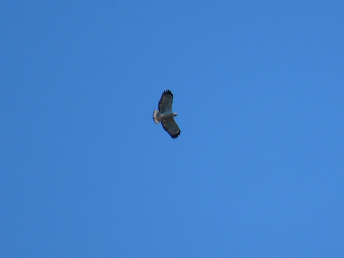 White-necked Hawk - ML641793986