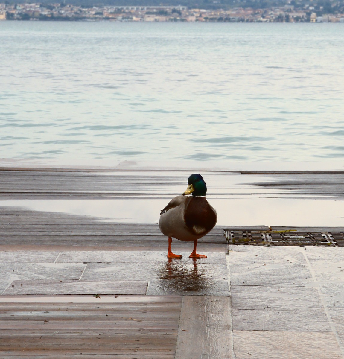 Mallard - ML641794016