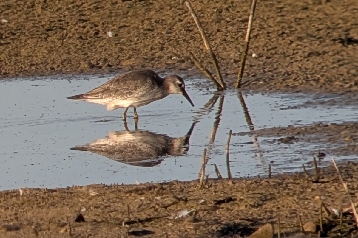 Red Knot - ML641794018