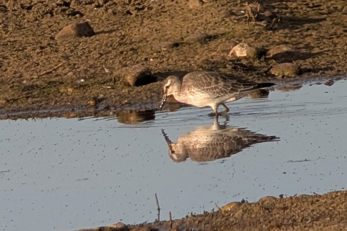 Red Knot - ML641794019