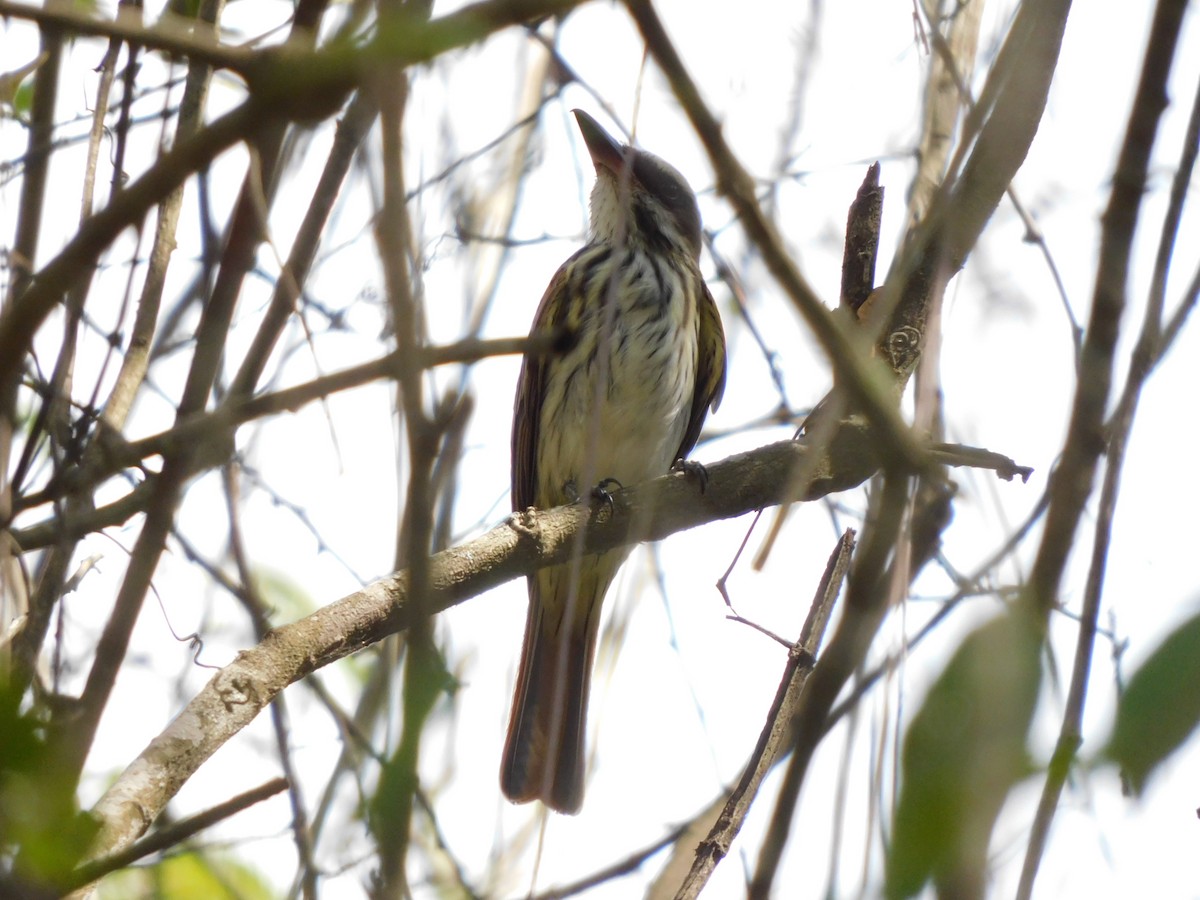 Streaked Flycatcher - ML641794036