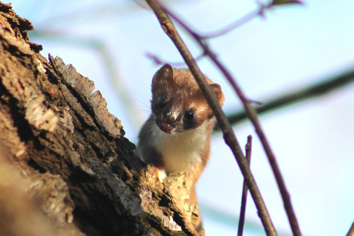 Short-tailed Weasel - ML641794037