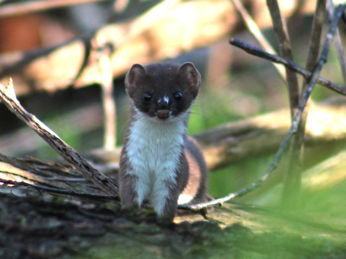 Short-tailed Weasel - ML641794041
