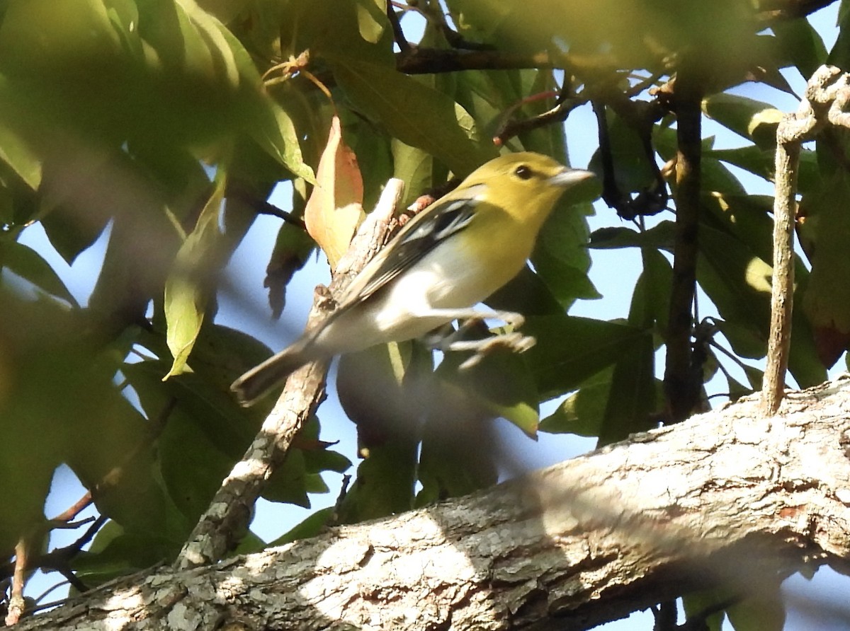Yellow-throated Vireo - ML641794045