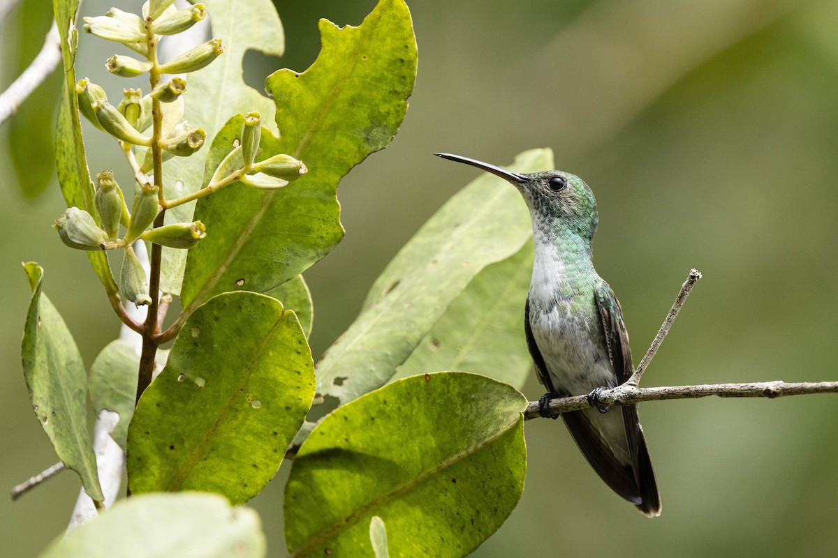 Mangrove Hummingbird - ML641794049
