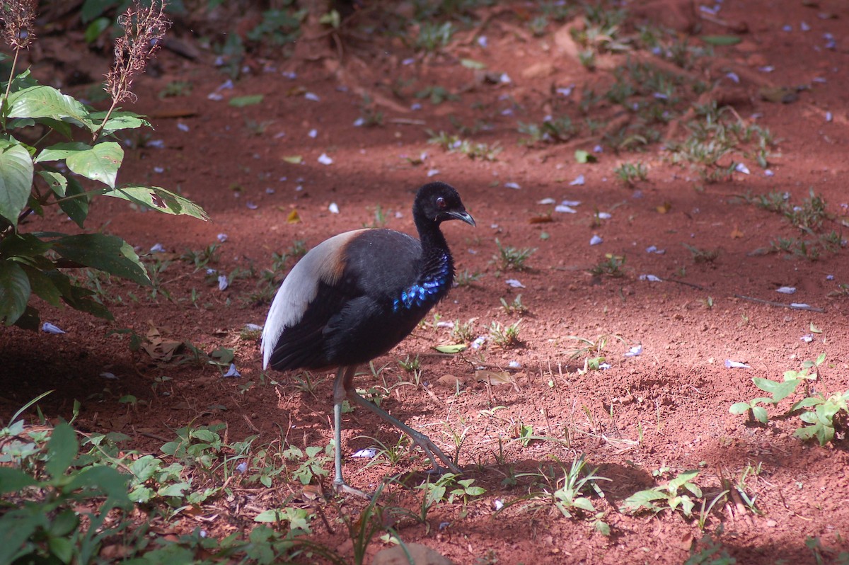 Gray-winged Trumpeter - ML641794061