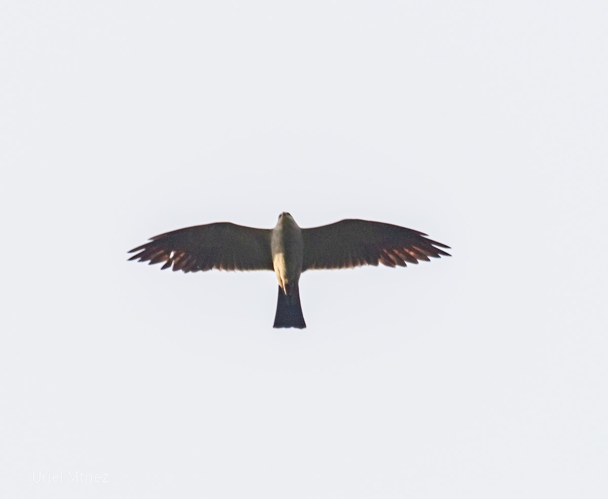 Mississippi Kite - ML641794117