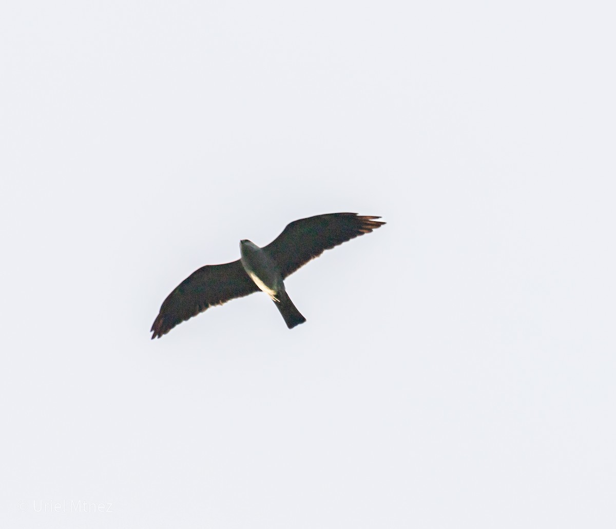 Mississippi Kite - ML641794118