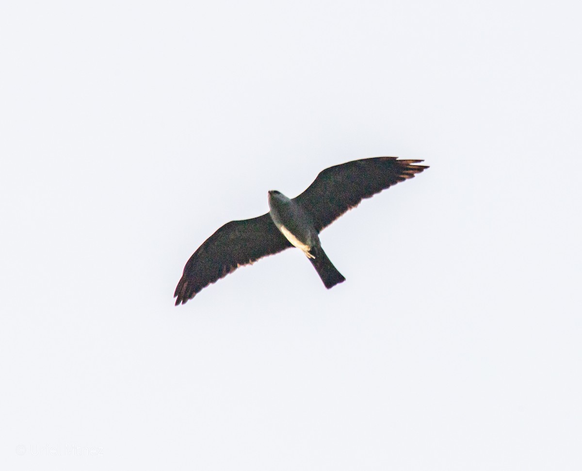 Mississippi Kite - ML641794119