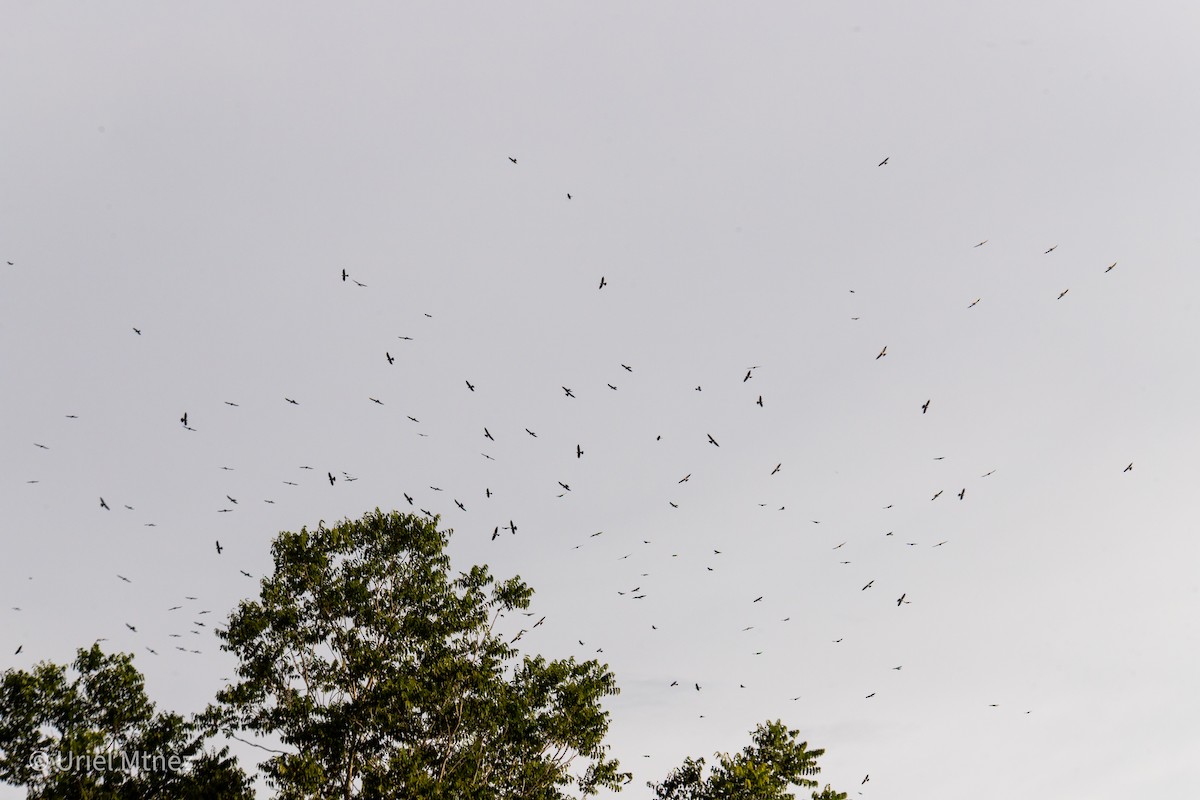Mississippi Kite - ML641794120