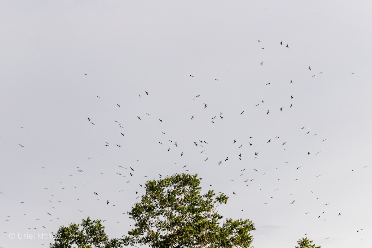 Mississippi Kite - ML641794121