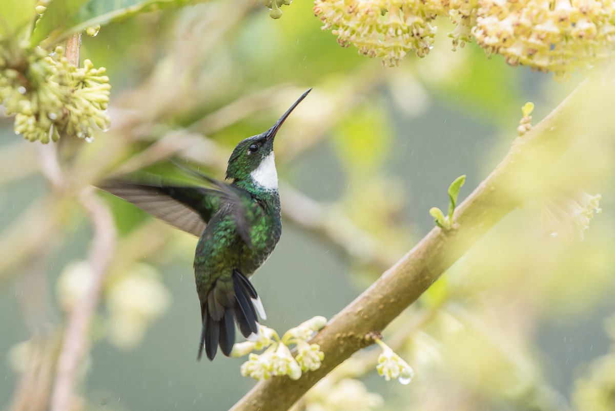 White-throated Hummingbird - ML641794125