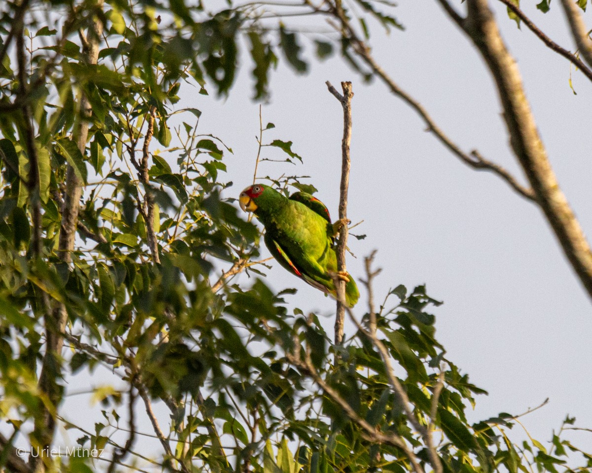 White-fronted Amazon - ML641794127