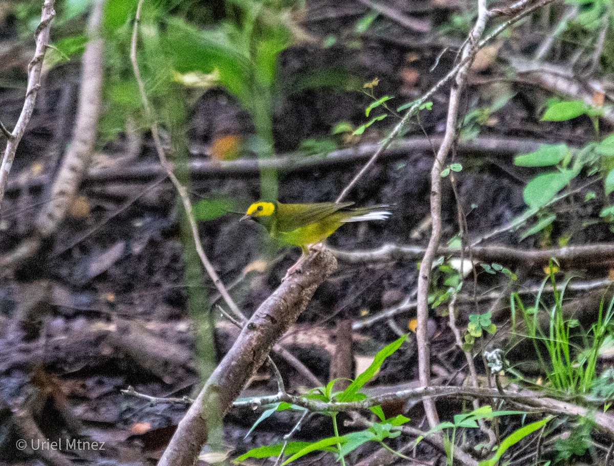Hooded Warbler - ML641794141