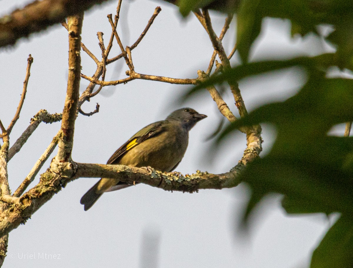 Yellow-winged Tanager - ML641794146