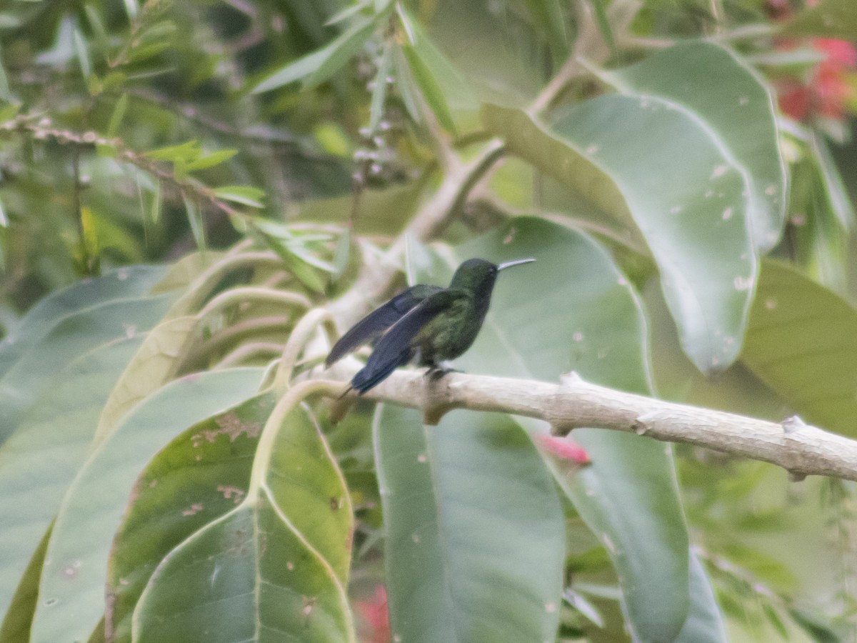 kolibrík ocelovořitý - ML641794154