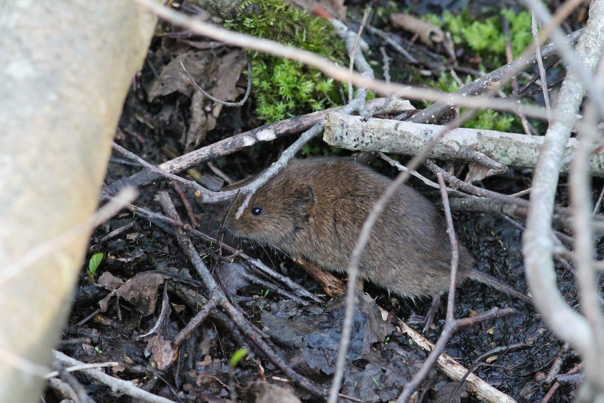 Eastern Meadow Vole - ML641794179