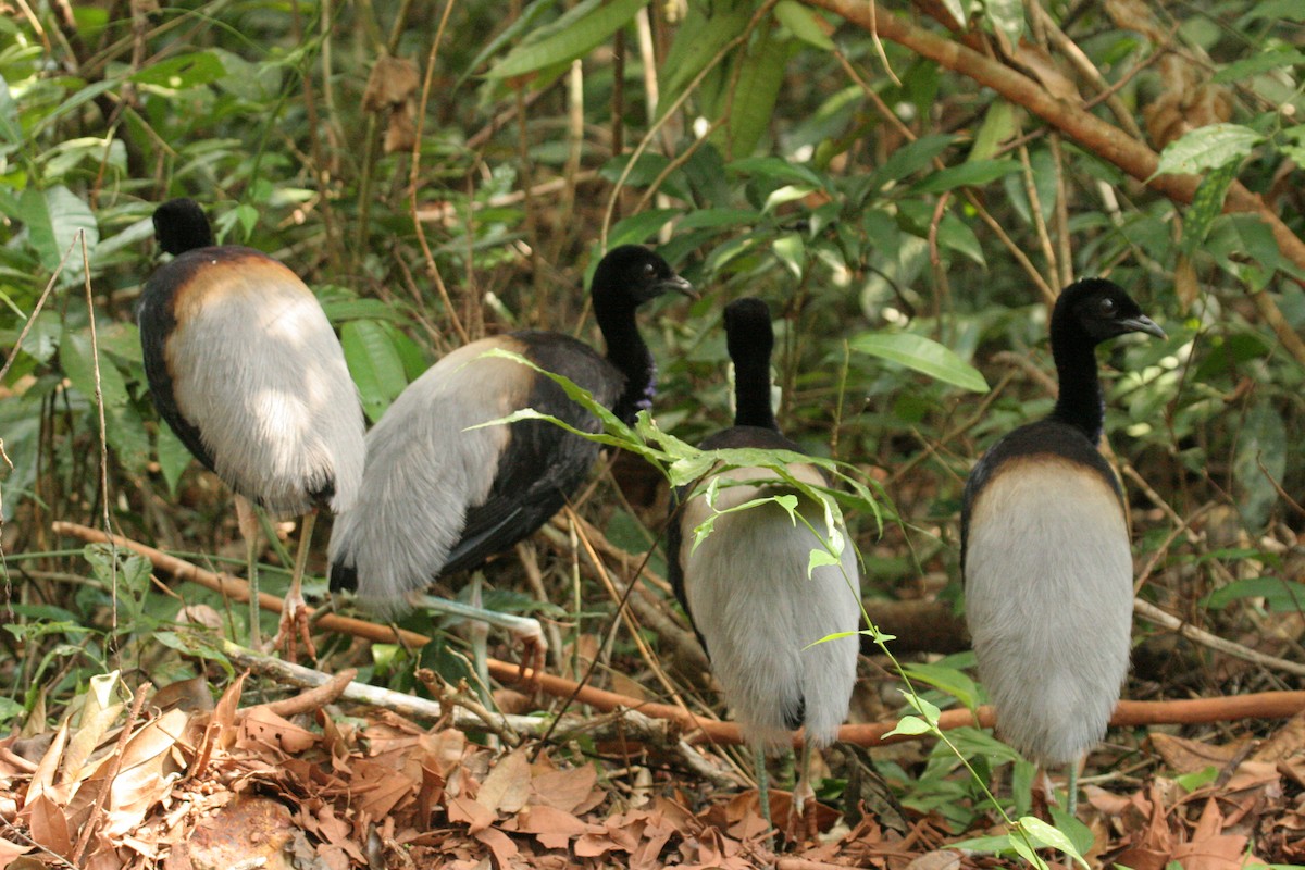 Gray-winged Trumpeter - ML641794192