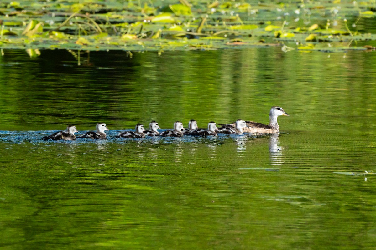 Cotton Pygmy-Goose - ML641794196