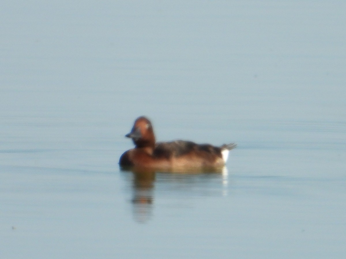 Ferruginous Duck - ML641794216