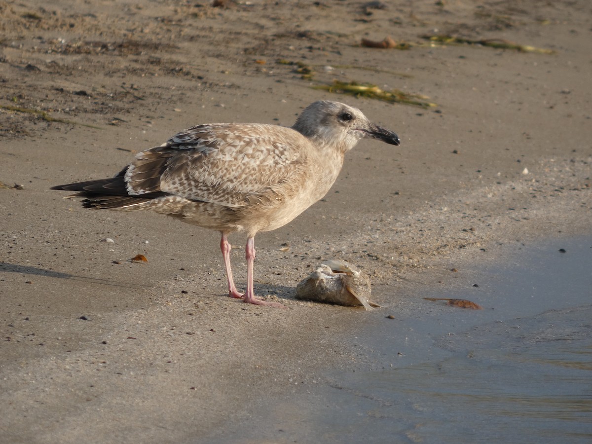 American Herring Gull - ML641794256