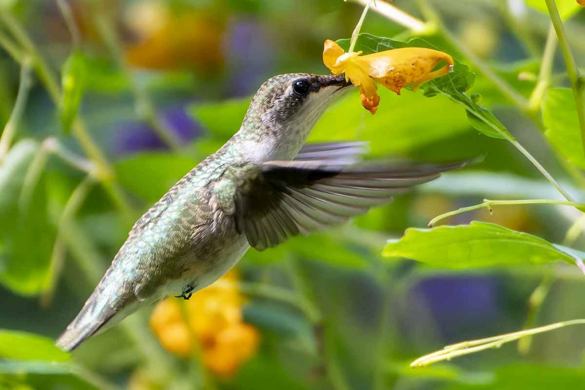 Ruby-throated Hummingbird - ML641794258